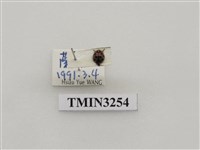 藏品(九星瓢蟲)的圖片